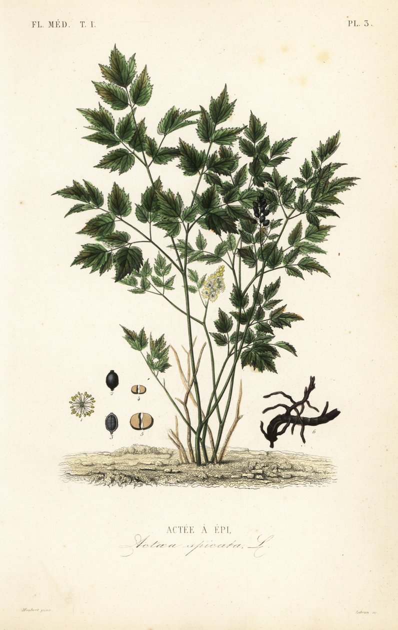 欧亚黑莓或草本植物 Christopher, Actaea spicata, Actee a epi 作者 不明