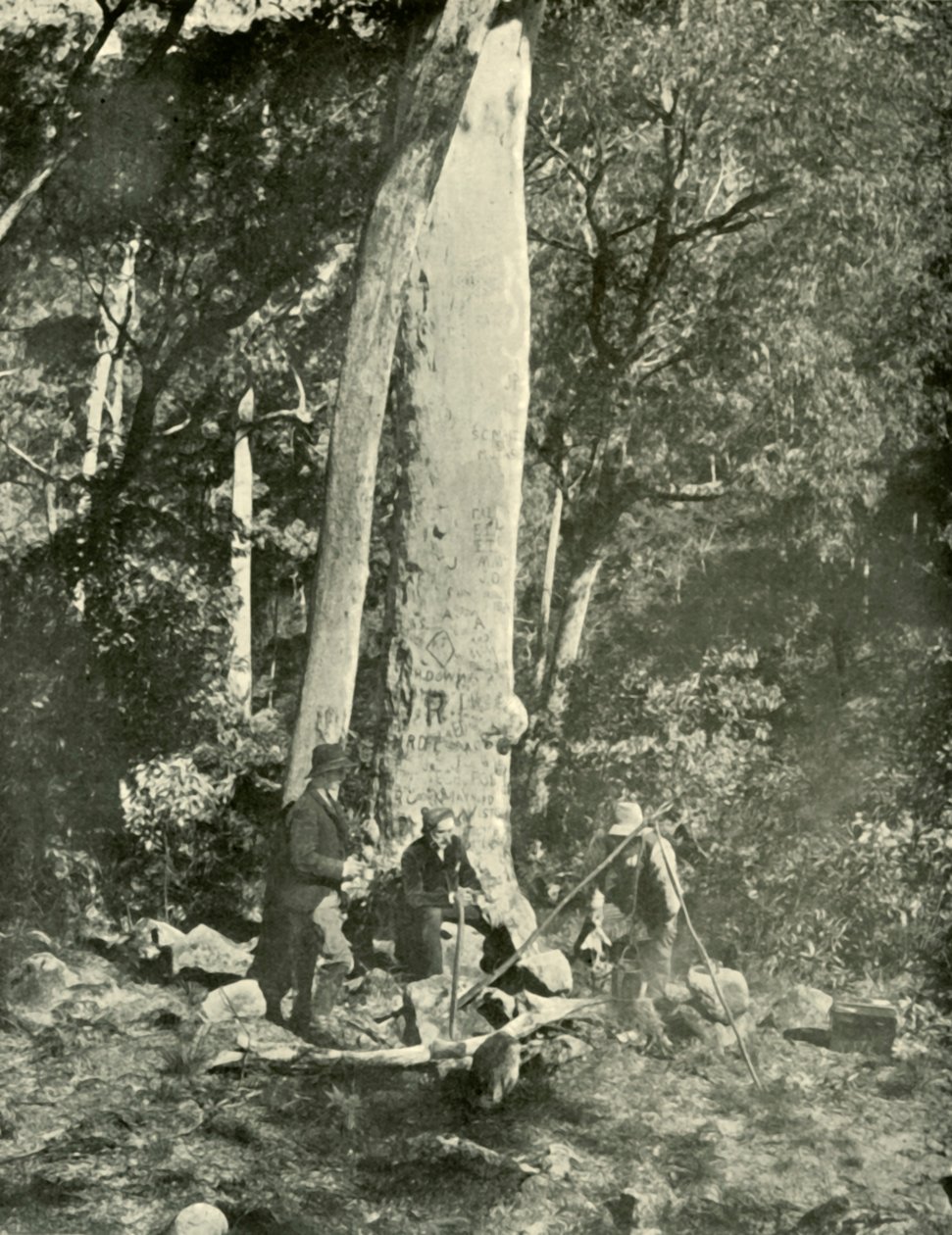 Eurobin瀑布，布法罗山脉，1901年。 作者 不明
