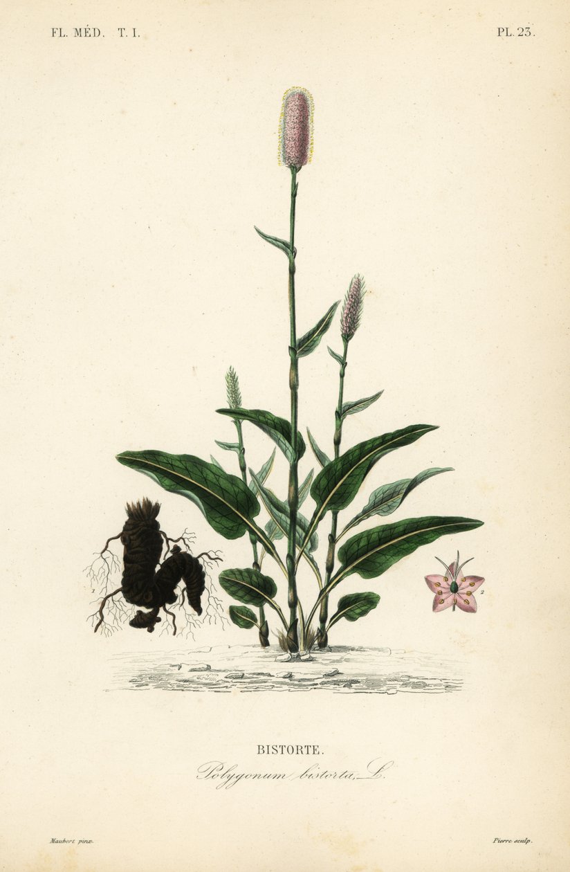European bistort or snakeroot, Persicaria bistorta, Polygonum bistorta, Bistorte 作者 不明