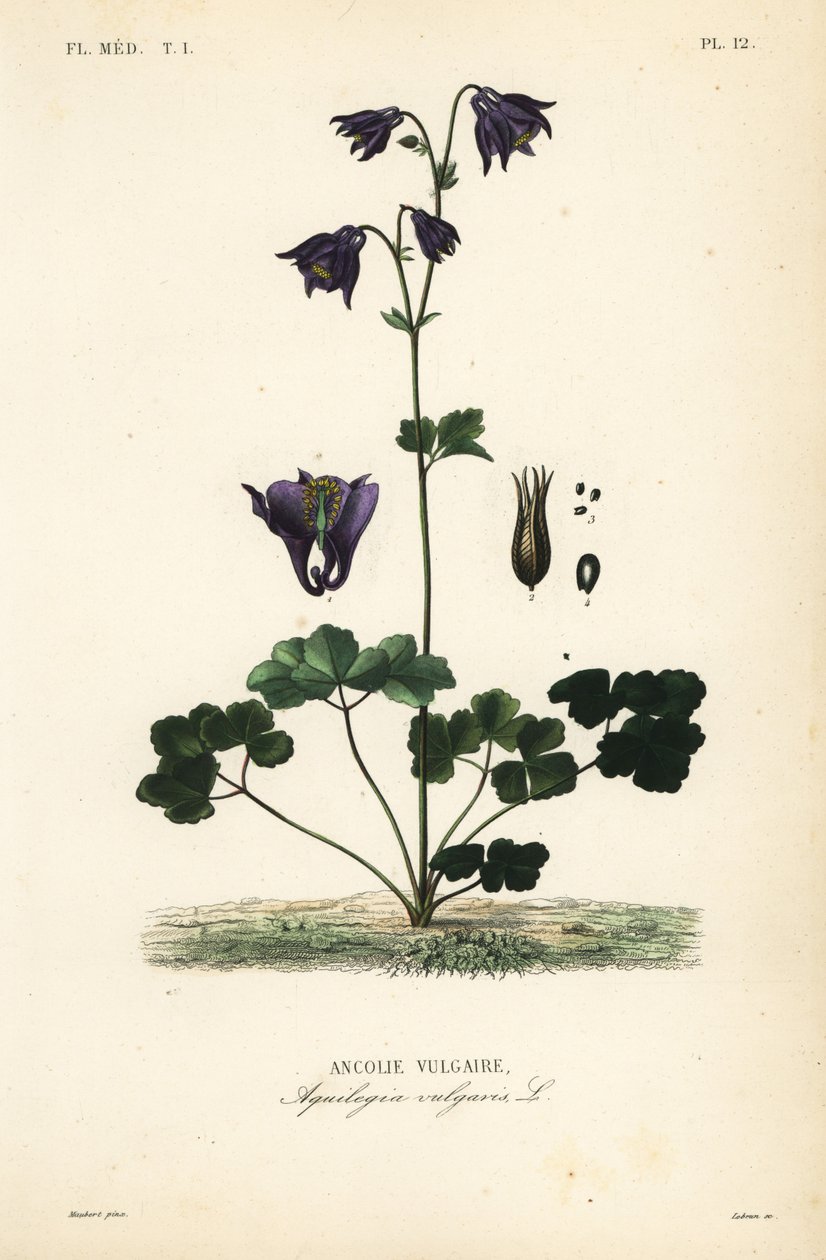 欧洲耧斗菜 作者 不明
