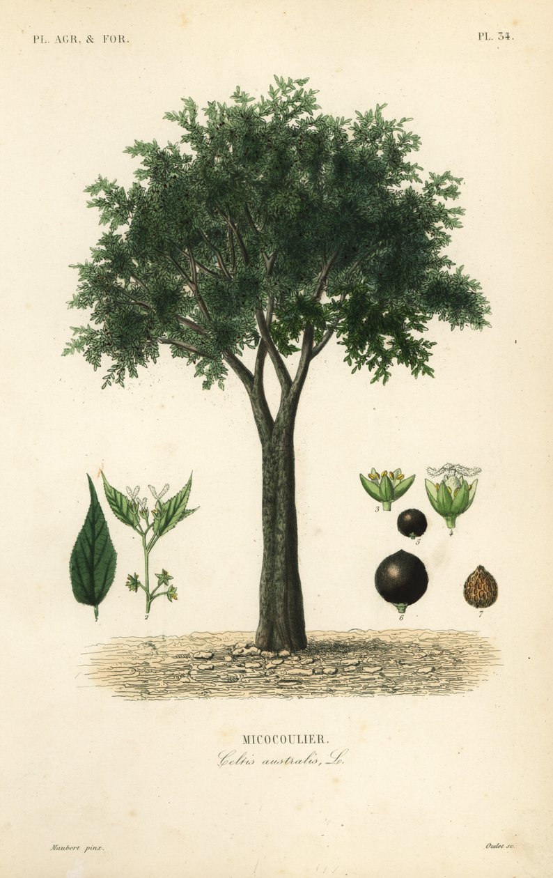 欧洲荨麻树、地中海朴树莓、洛特树或蜜莓、Celtis australis、micocoulier 作者 不明