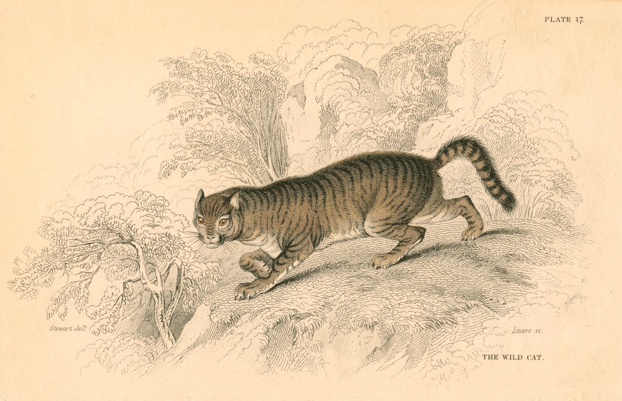 欧洲野猫猫，1828 作者 不明