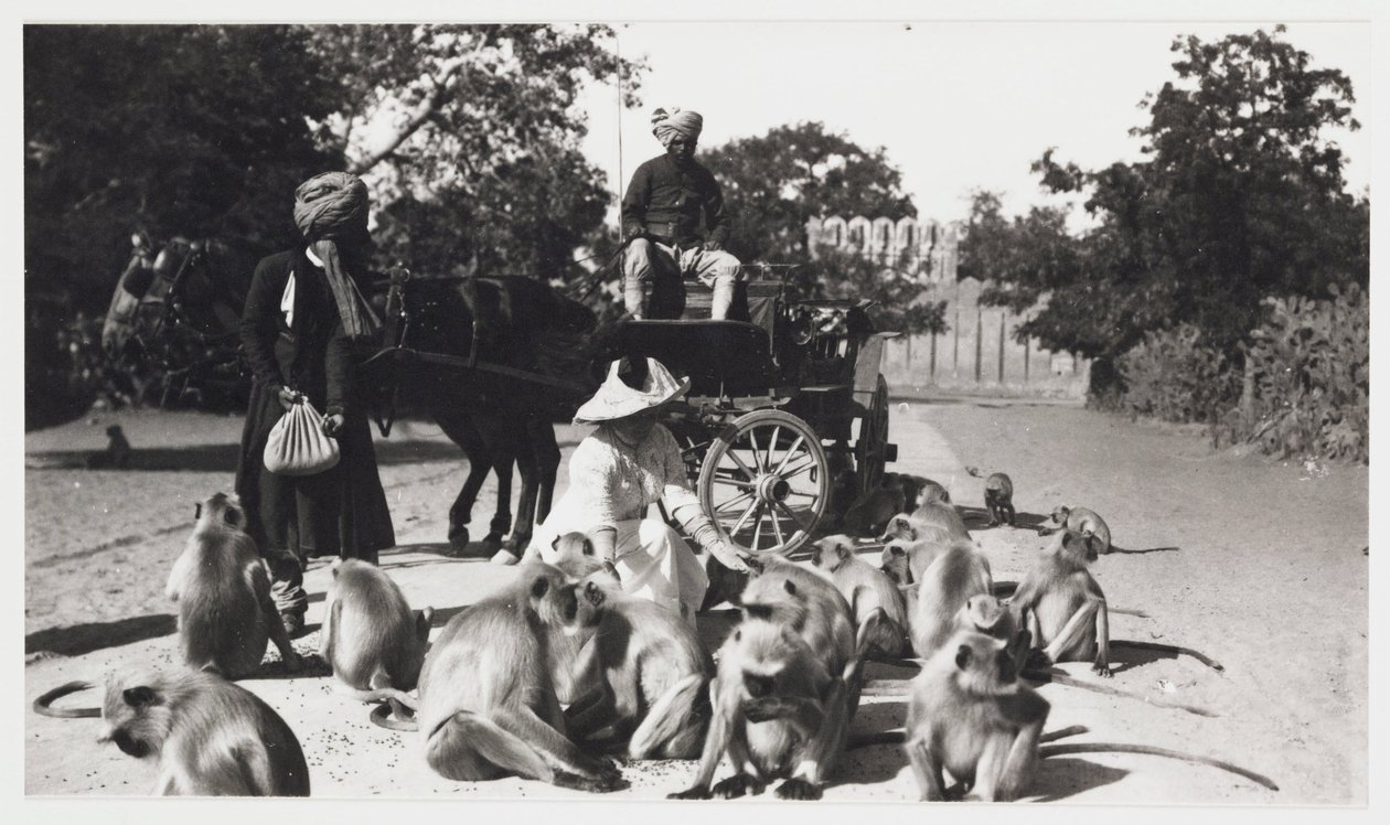 欧洲妇女喂养一群猴子，印度，1910 年 作者 不明