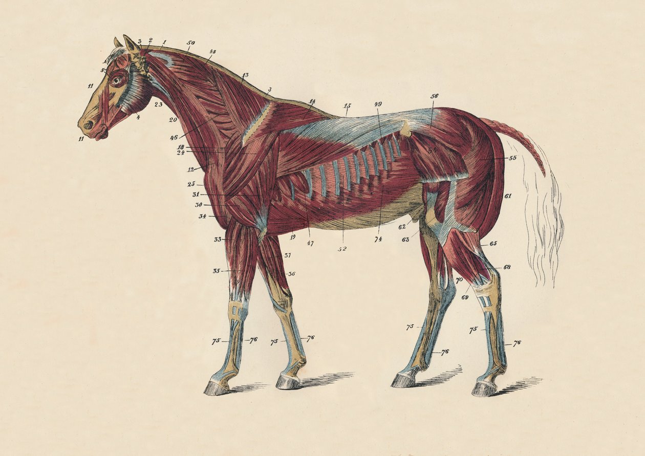 马体的外部肌肉和肌腱，c1879年。 作者 不明