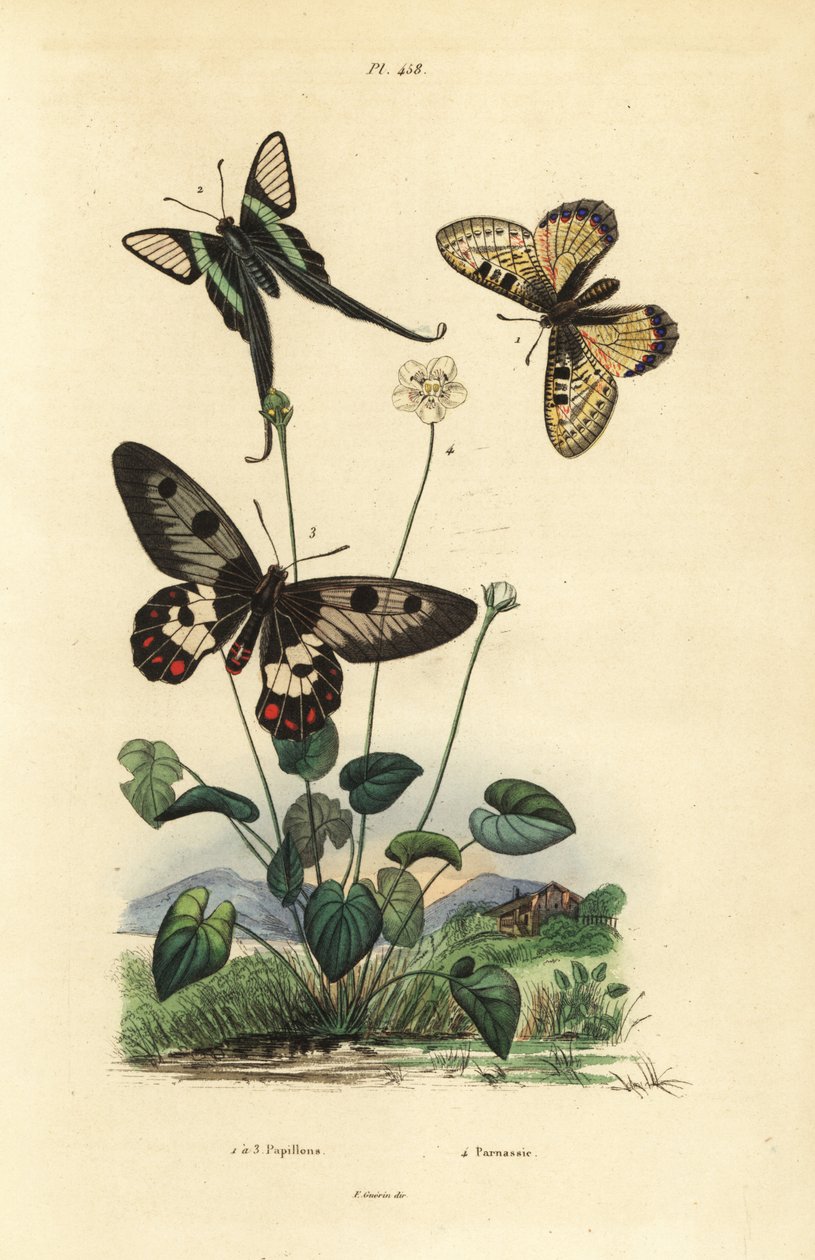 False apollo, Archon apollinus 1, white dragontail, Lamproptera curius 2, and clearwing swallowtail, Cressida cressida 3, grass of parnassus, Parnassia palustris 4 作者 不明