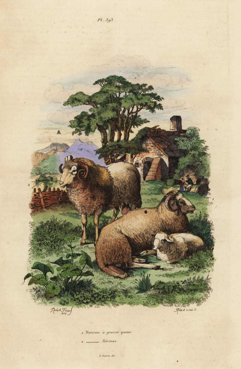 Fat-tailed sheep, Ovis aries 1, and Merino sheep, Ovis aries 2 作者 不明
