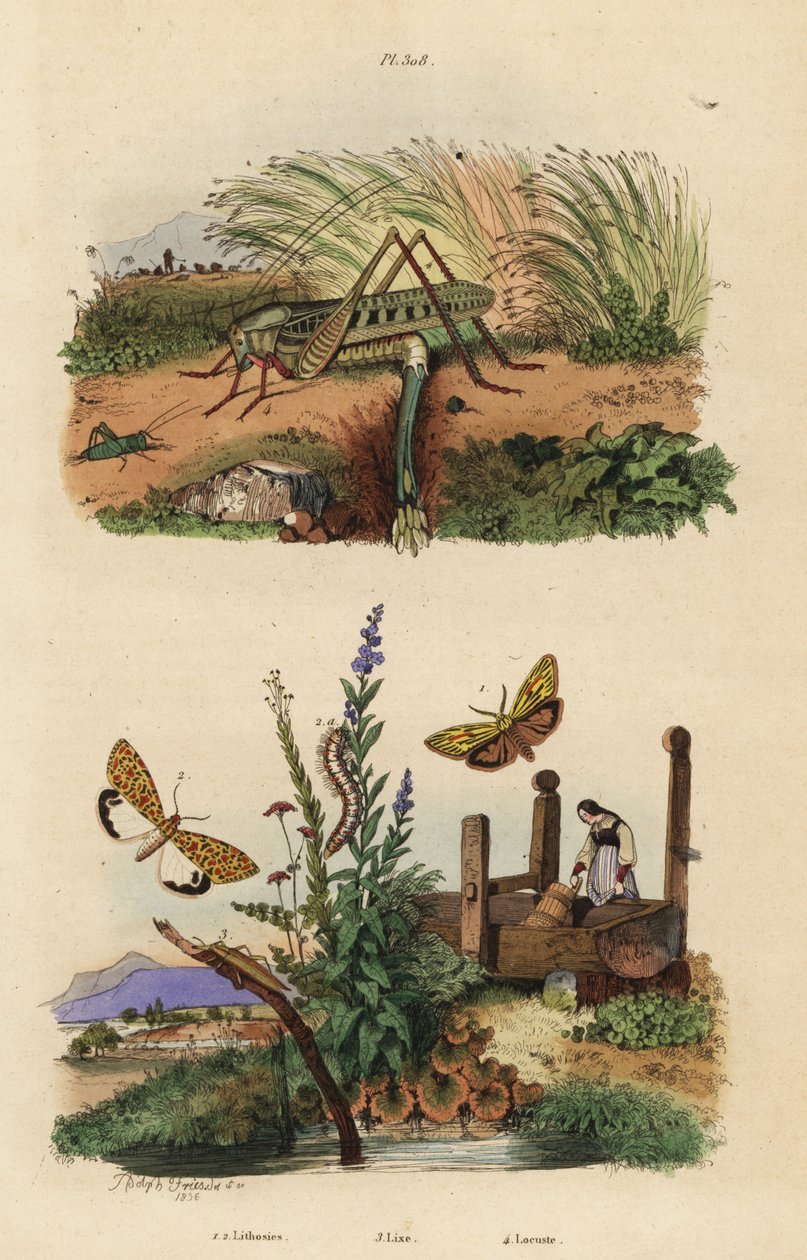 雌性疣刺蝗产卵、Decticus verrucivorus 4、有羽毛的仆从、Spiris striata 1、深红色斑点小刺槐、Utetheisa pulchella 2 和 Lixus paraplecticus beetle 3. Lithosies、lixe、locuste 作者 不明