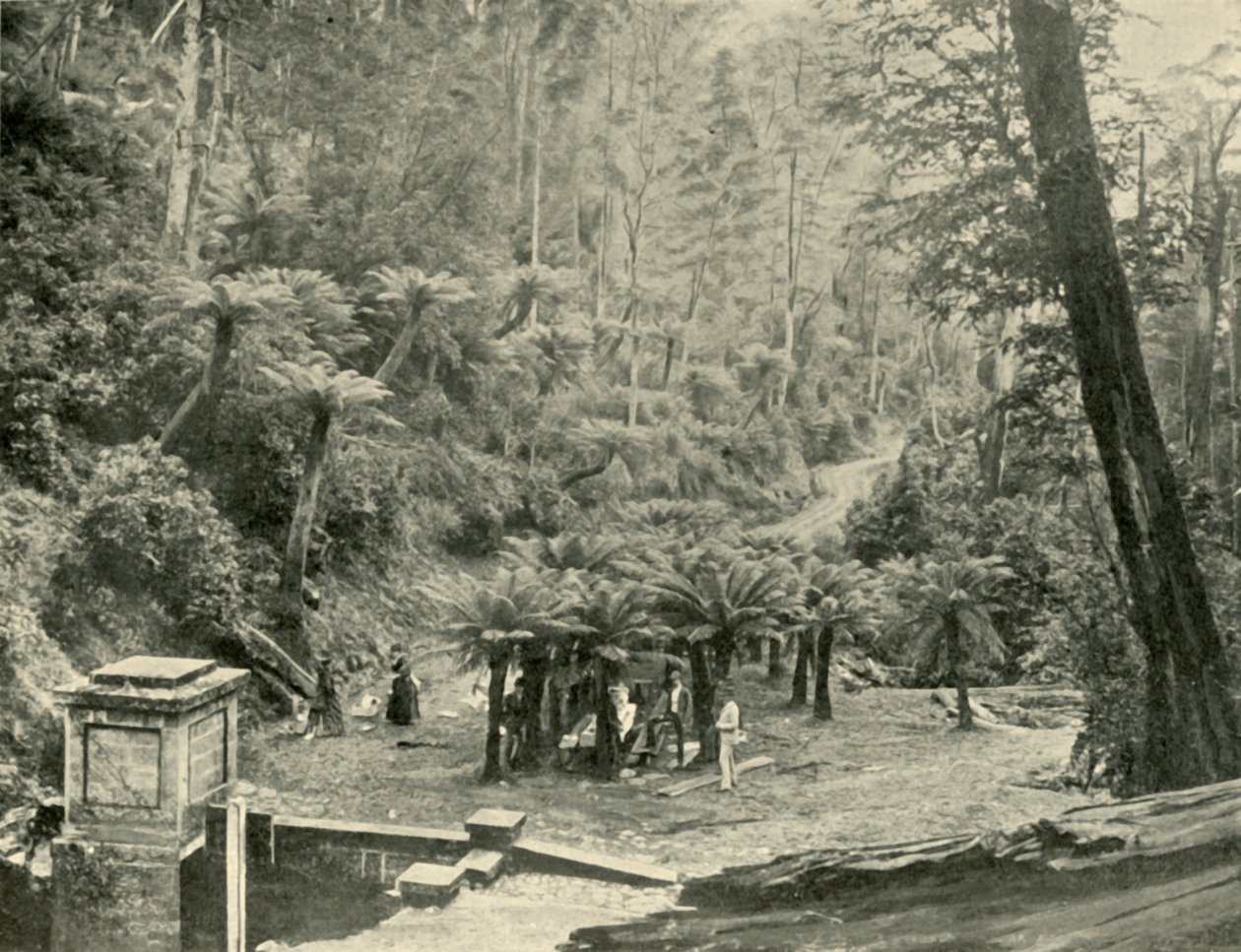 蕨树凉亭和径道，惠灵顿山，1901年。 作者 不明