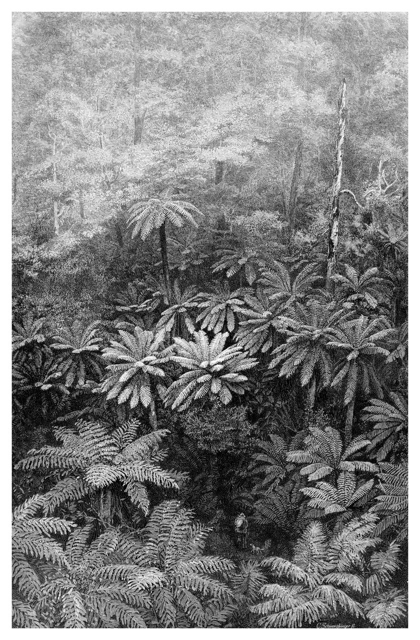 蕨树沟，澳大利亚，1886年 作者 不明