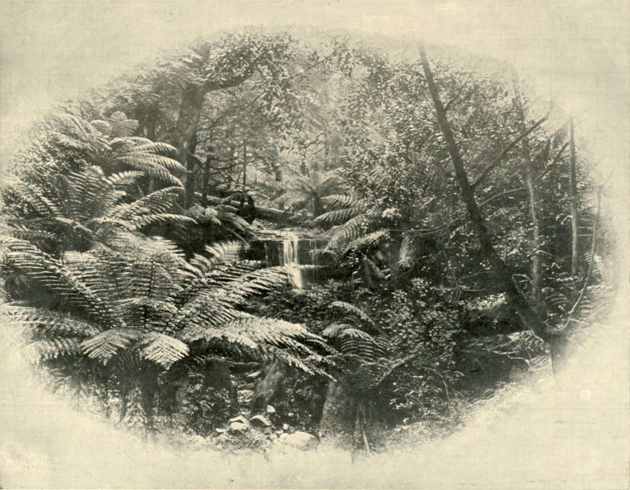 塔斯马尼亚州蕨树沟（Fern Tree Gully），1901年。 作者 不明