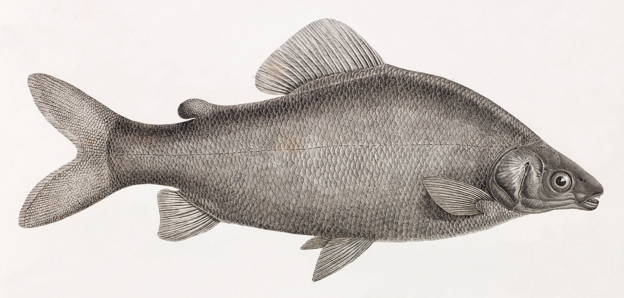 鱼： Le Characin Nefasch 作者 不明