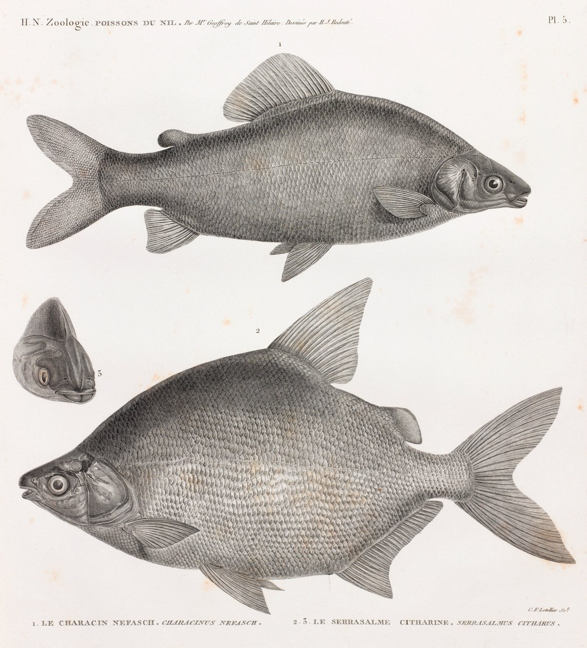 鱼：Characin Nefasch 和 Serrasalme Citharine 作者 不明