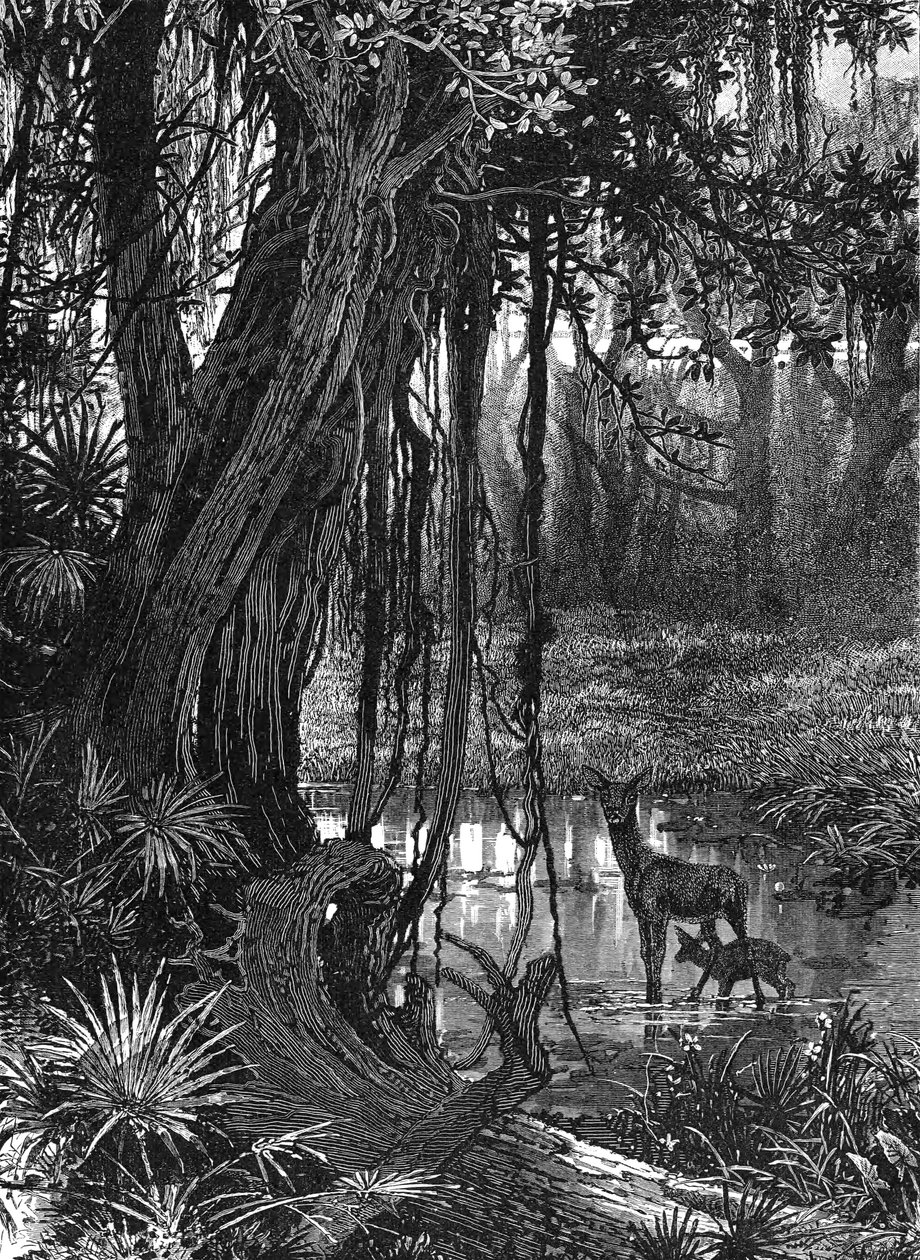美国佛罗里达大沼泽地，c1885 作者 不明