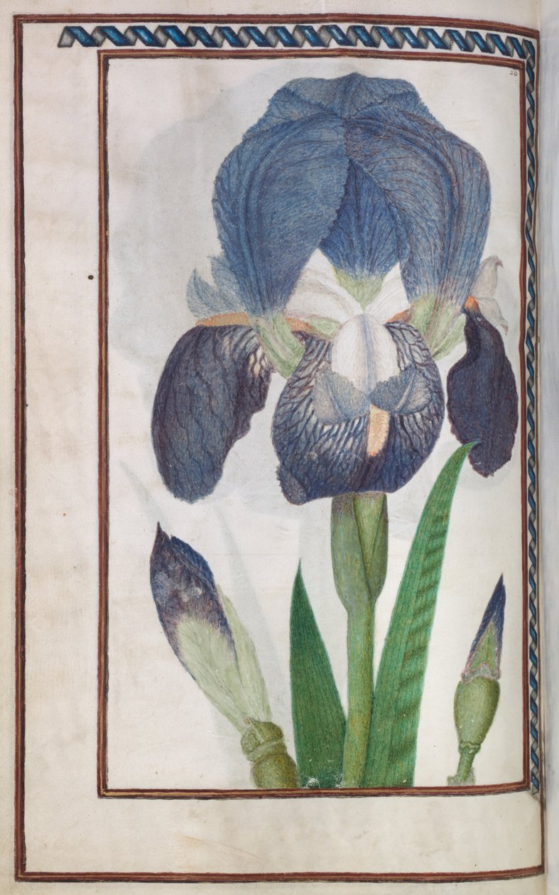 Florilegium，1608年。 作者 不明