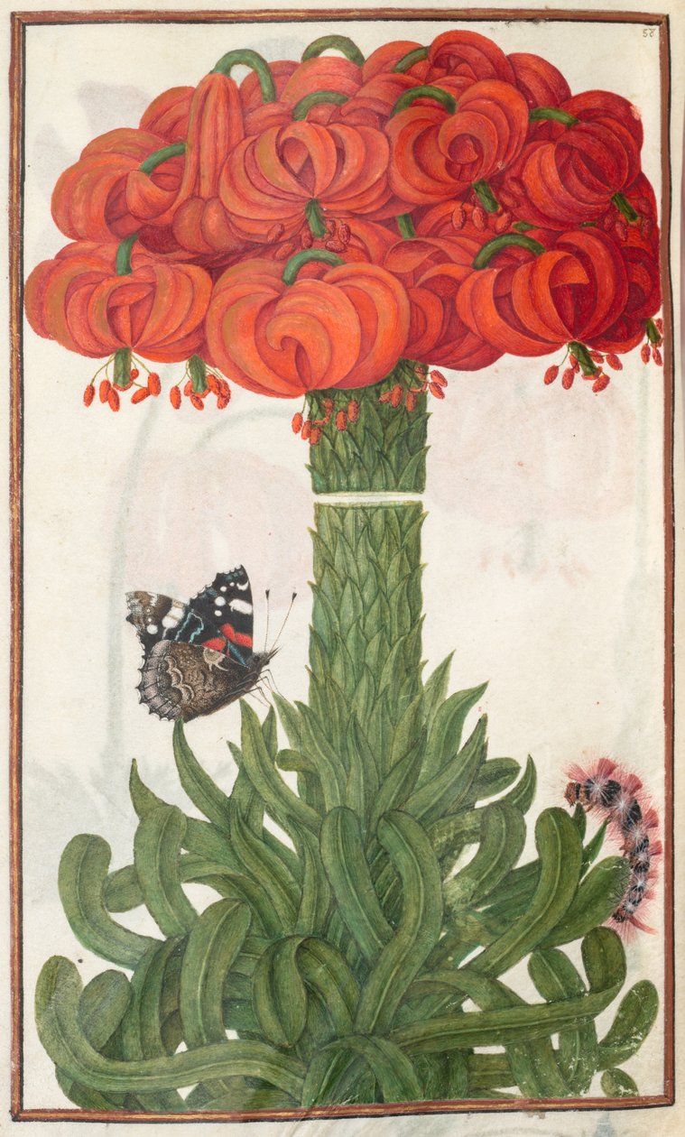 Florilegium：第18页橙色百合的反串，1608年。 作者 不明