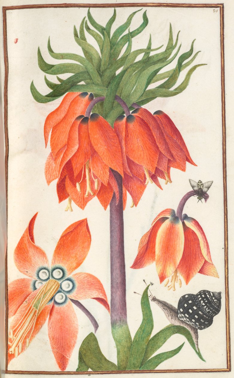 Florilegium：第19页，帝国橘皮贝母，1608年。 作者 不明