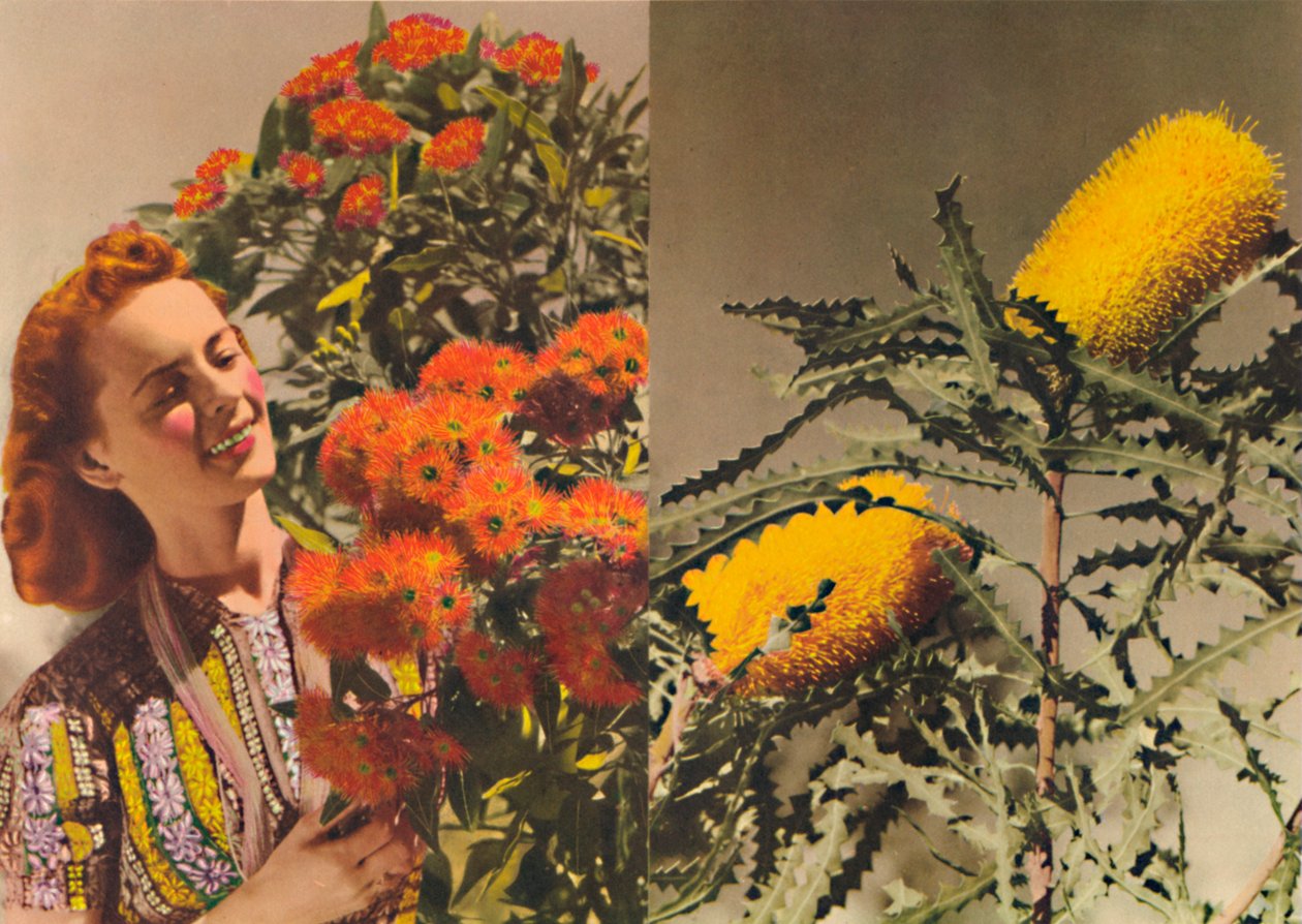 开花的胶和山龙眼，c1947。 作者 不明