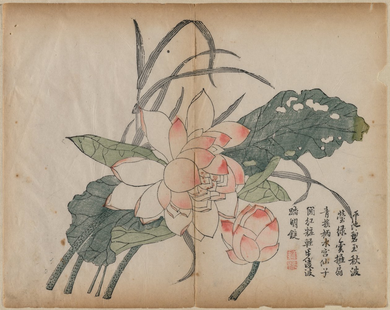 开花的莲花和芽，十八世纪。 作者 不明