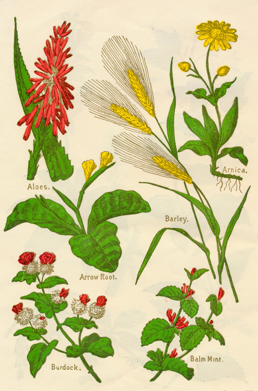 花：芦荟，山金车，箭头根，大麦，香脂薄荷，牛d，c1940。 作者 不明