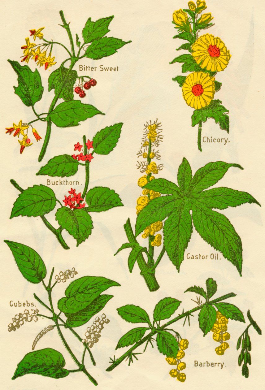 花：苦甜，沙棘，方糖，菊苣，蓖麻油，伏牛花，c1940。 作者 不明