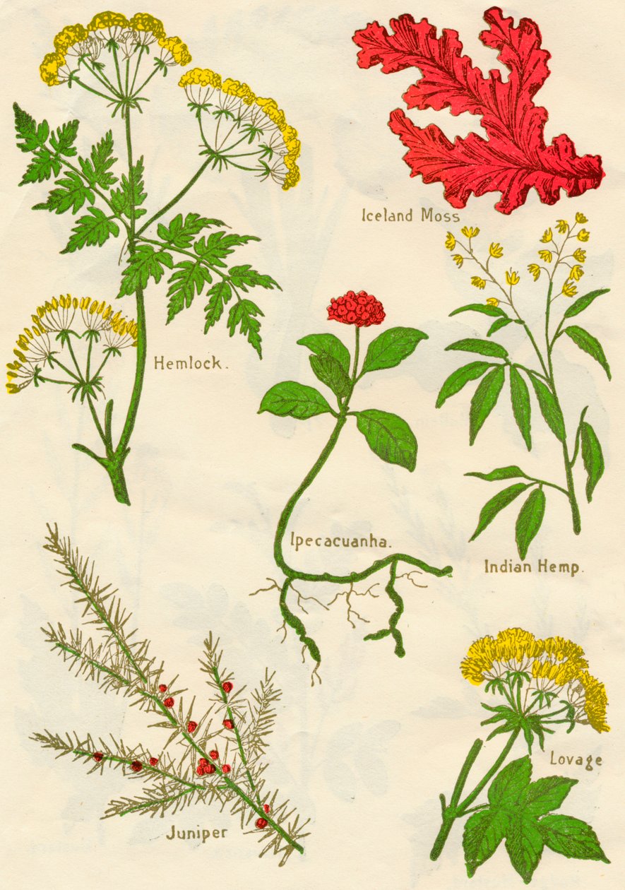 花朵：铁杉，冰岛苔藓，Ipecacuanha，印度大麻，杜松，独活草，c1940 作者 不明