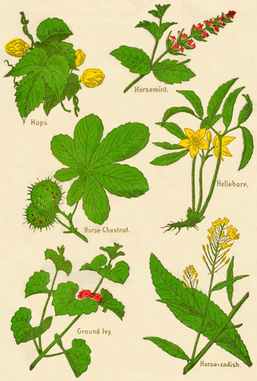 花：蛇麻草，薄荷，七叶树，黑黎芦，常春藤，辣根，c1940 作者 不明