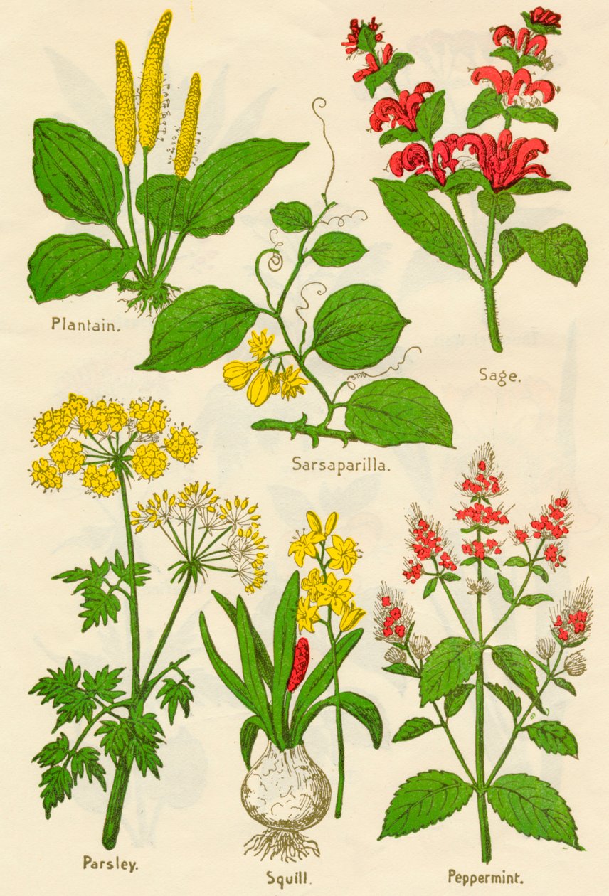 花：车前草、,菜，鼠尾草，香菜，海葱，薄荷，c1940 作者 不明