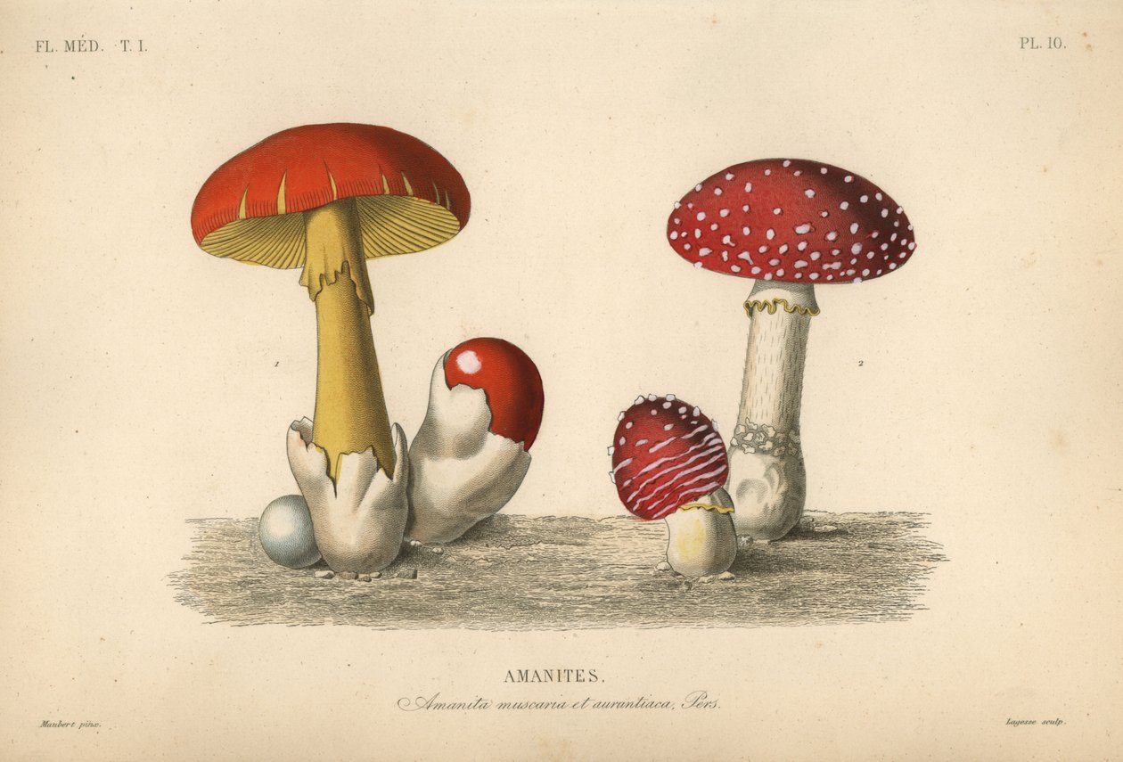 Fly agaric mushroom, Amanita muscaria, imperial mushroom, Amanita aurantiaca 作者 不明