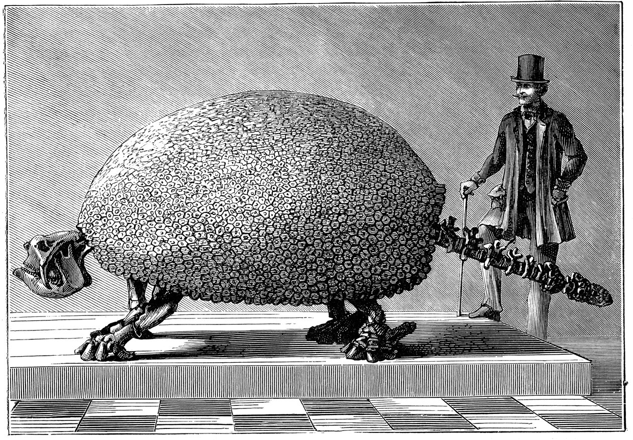 来自南美的巨型犰狳的化石，c1890 作者 不明