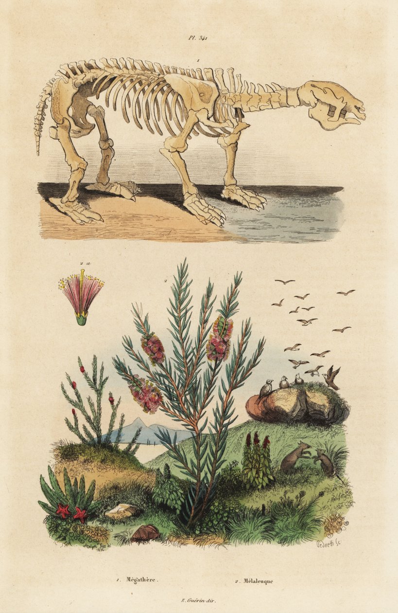 Fossil skeleton of an extinct giant ground sloth, Megatherium americanum, and tea tree or honey myrtle bush, Melaleuca species 作者 不明
