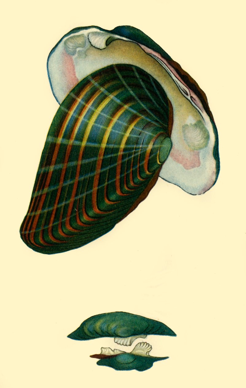 淡水贻贝，1801，1946。   作者 不明