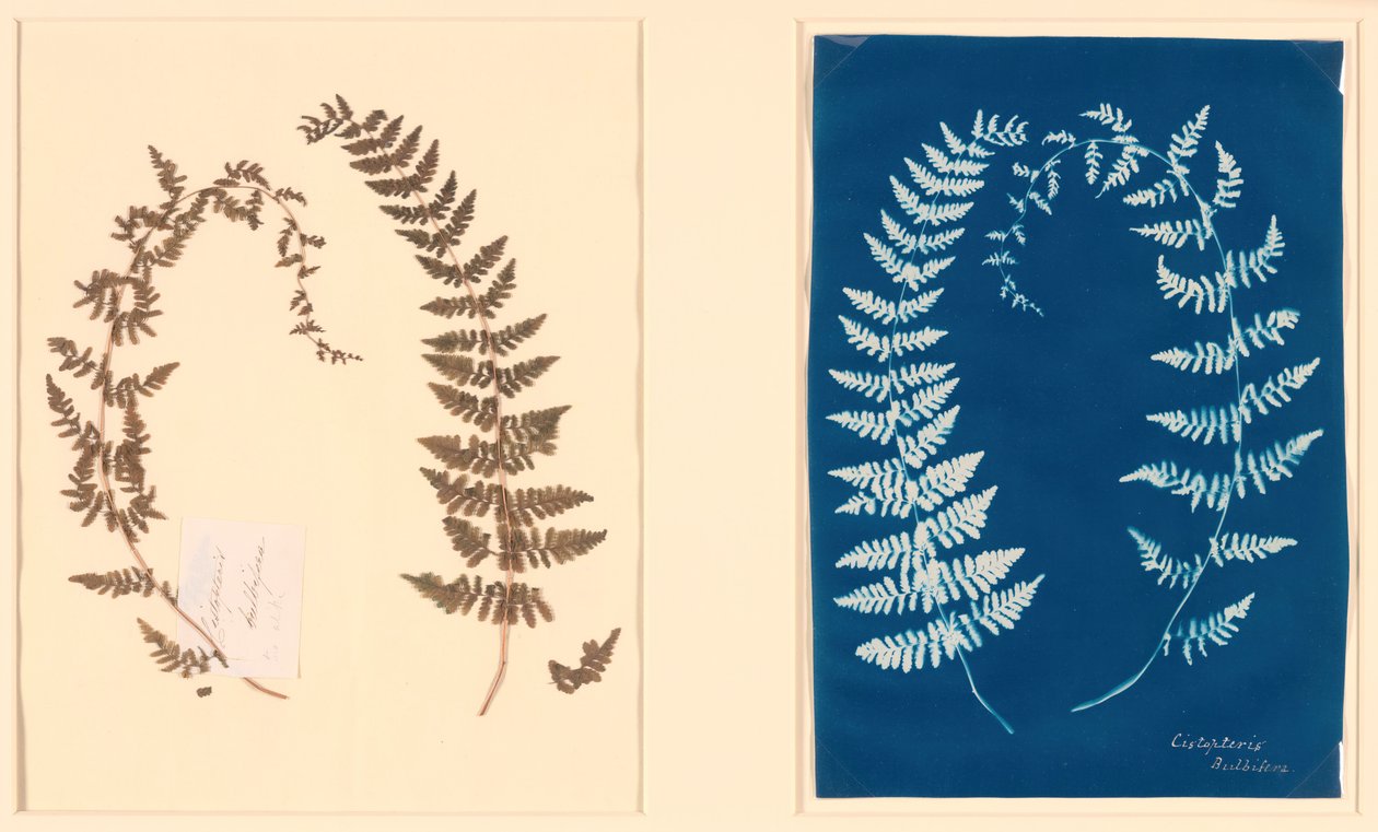 来自哈顿蕨类植物相册，约1850年。 作者 不明