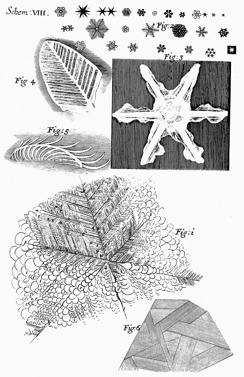 英国显微学家罗伯特·胡克（Robert Hooke）观看的冷冻材料，1665年 作者 不明