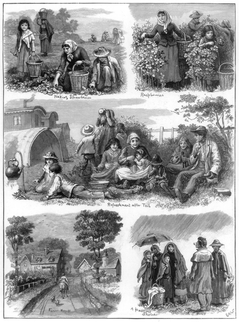 水果收集者，1899年 作者 不明