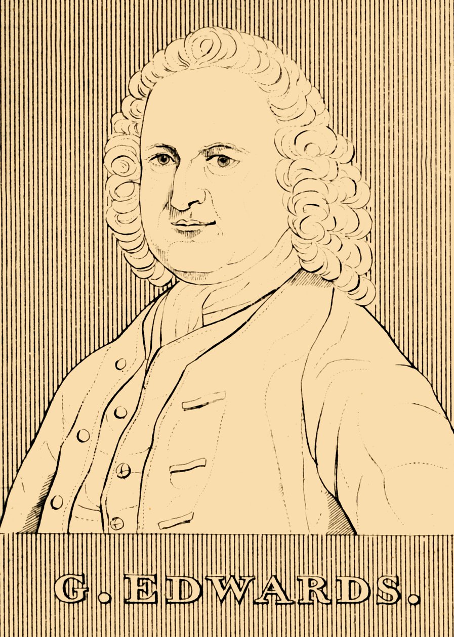 爱德华兹（G. Edwards），1694-1773年，1830年。 作者 不明