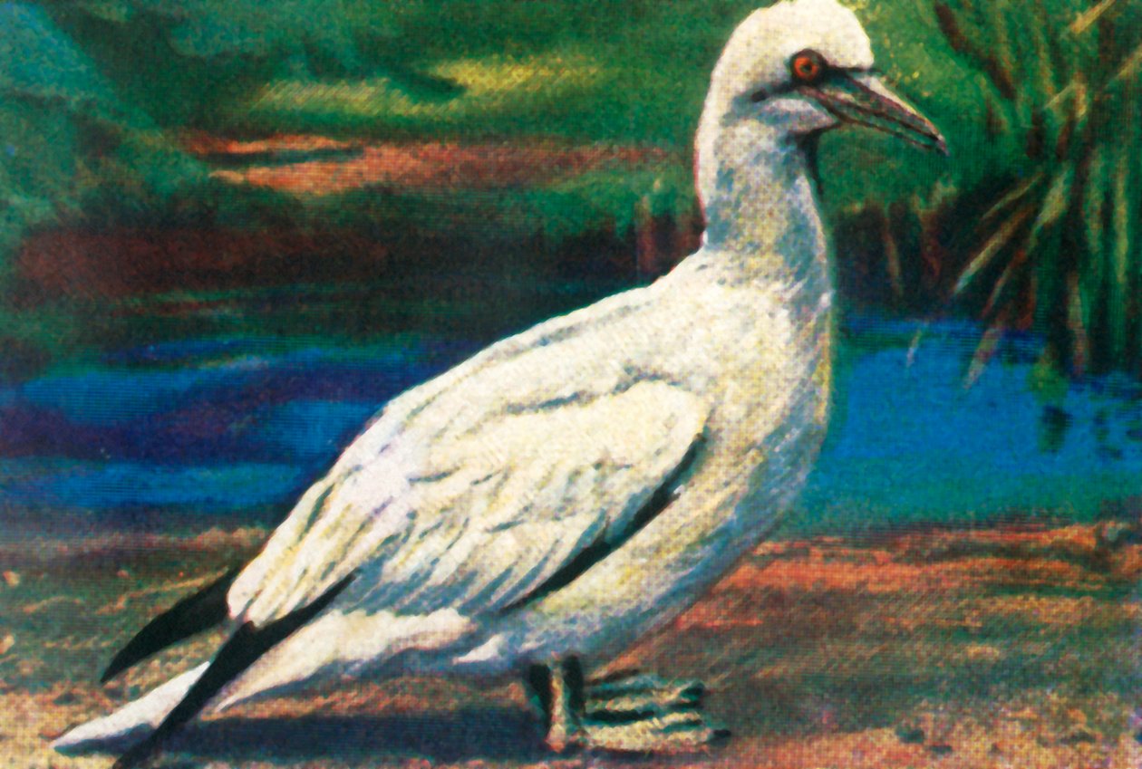 塘鹅，c1928。 作者 不明