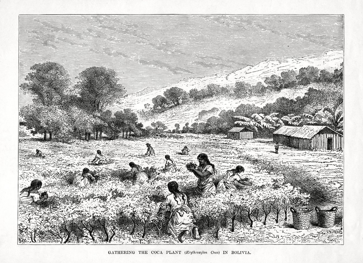 1877年在玻利维亚收集古柯植物古柯古柯 作者 不明