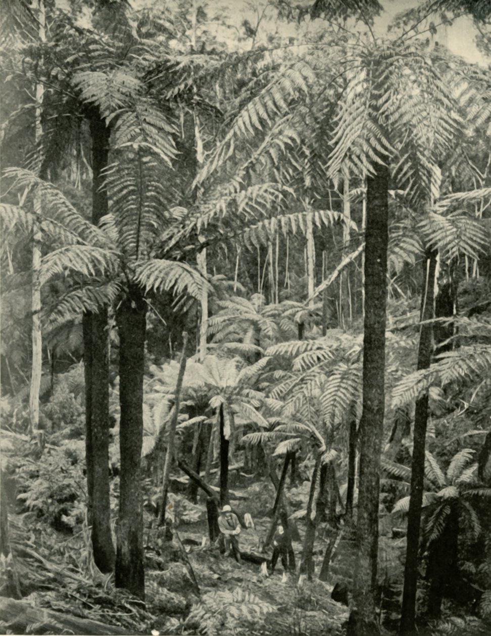 1901年在Gembrook的巨人蕨类植物。 作者 不明