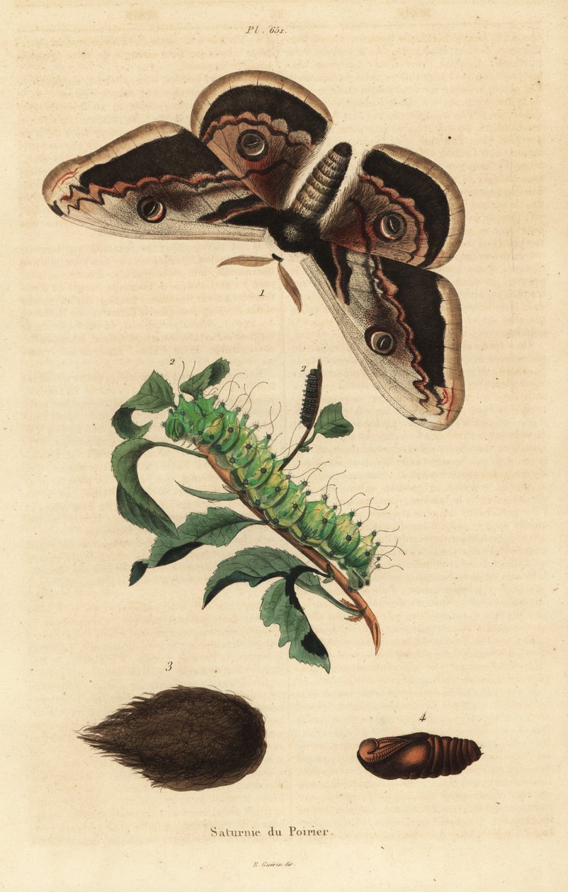 巨型孔雀蛾或巨型帝王蛾，Saturnia pyri，有毛虫和蛹 作者 不明