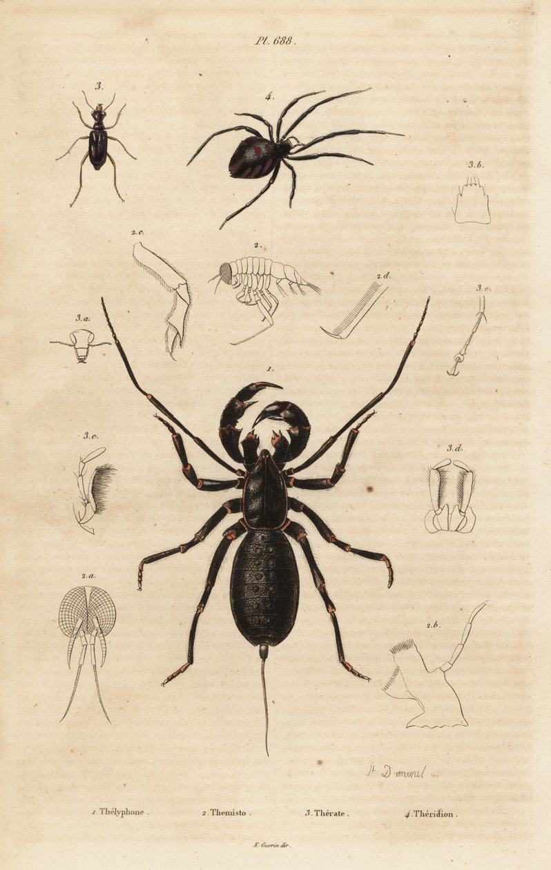 Giant whip scorpion, Mastigoproctus giganteus, beetle, Theratus species, and cobweb spider, Theridion species 作者 不明