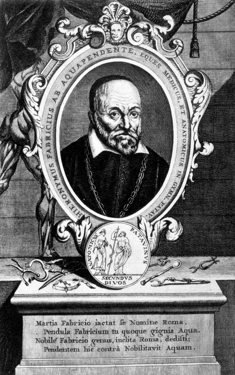 Girolamo Fabrici，意大利解剖学家和外科医生，十七世纪 作者 不明