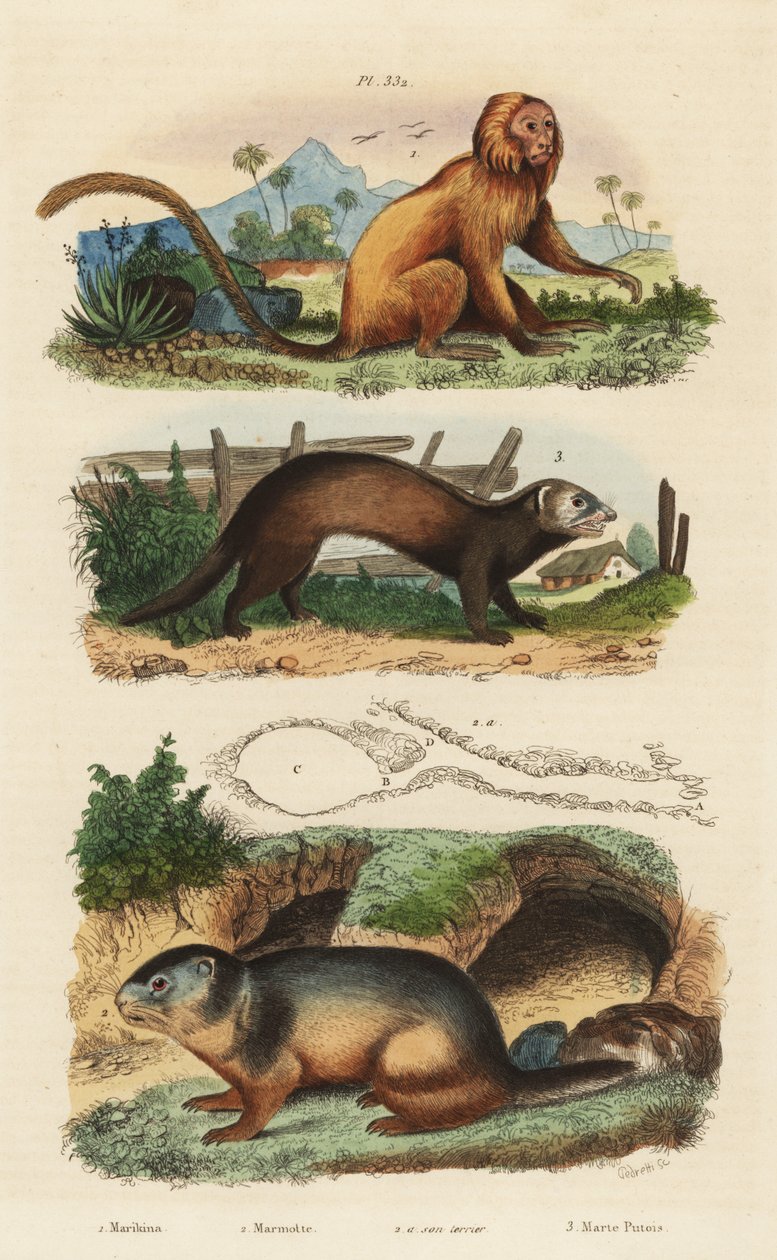 金狮狨、Leontopithecus rosalia、濒危1、高山土拨鼠、土拨鼠2和巢穴，以及雪貂或野猫、Mustela putorius 3 作者 不明