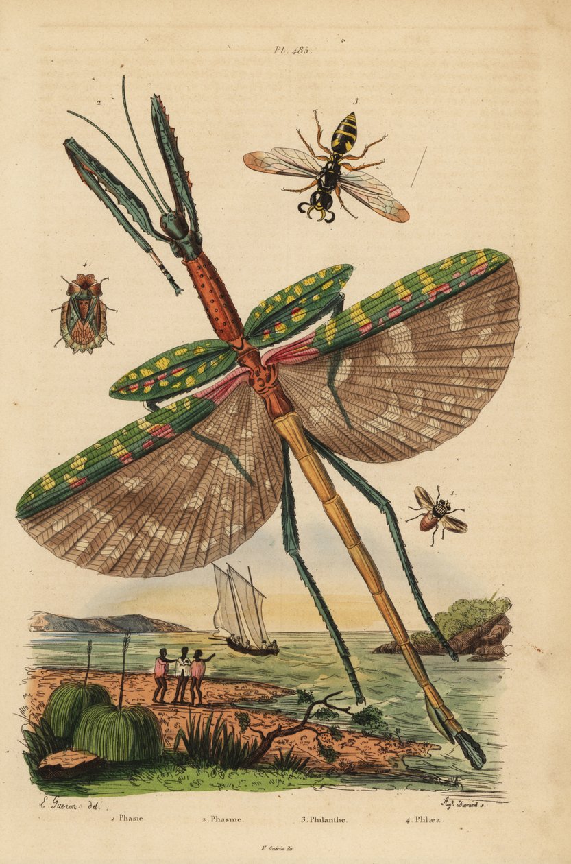 歌利亚竹节虫、Eurycnema goliath、苍蝇、Phasia 物种、蜜蜂杀手黄蜂、Philanthus triangulum、树皮臭虫、Phloea corticata 作者 不明