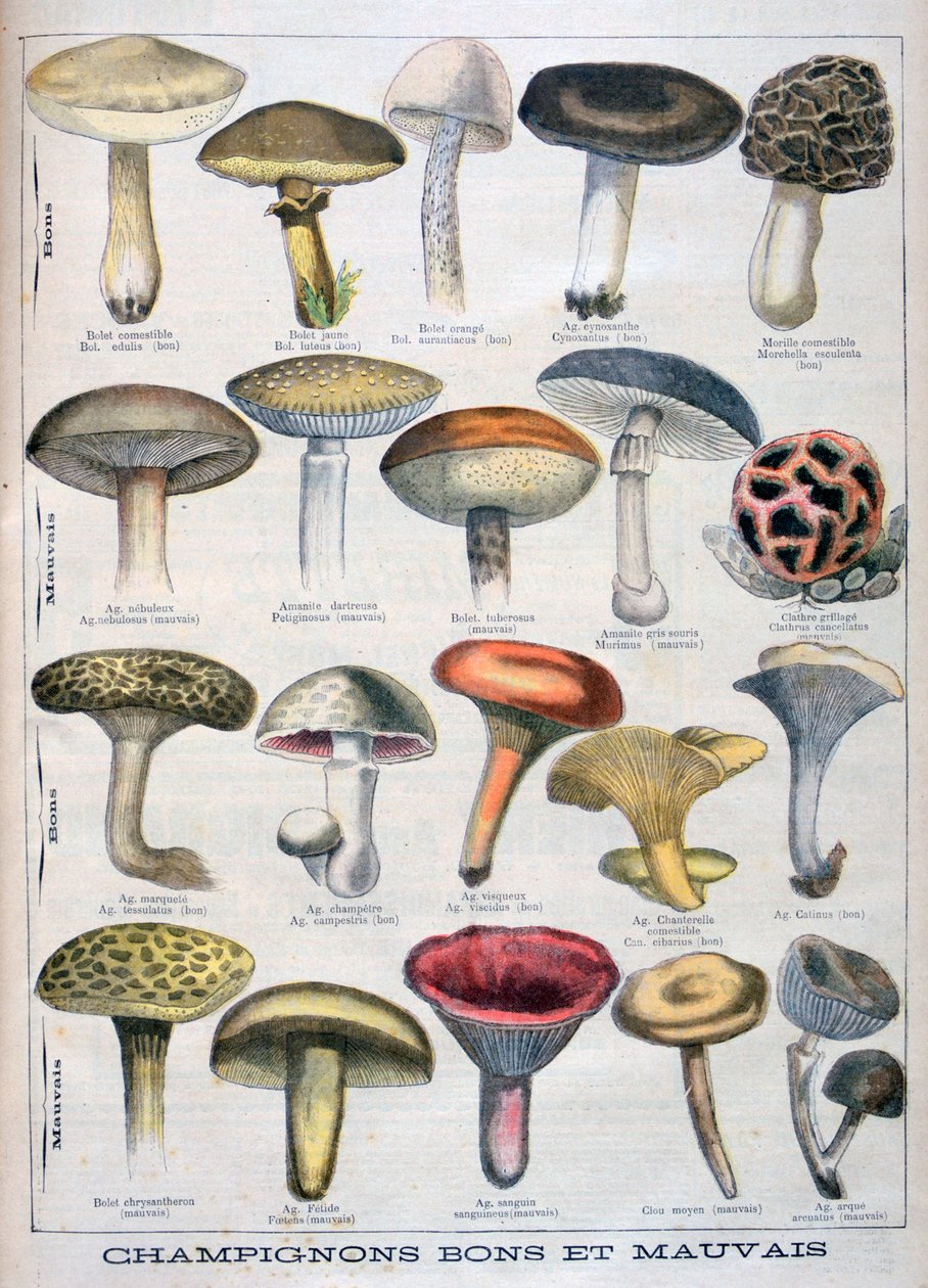 好蘑菇和坏蘑菇，1896年 作者 不明