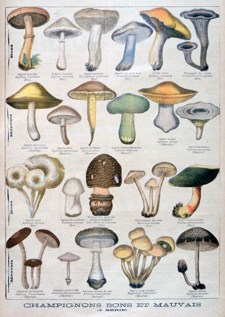 好蘑菇和坏蘑菇，1896年 作者 不明