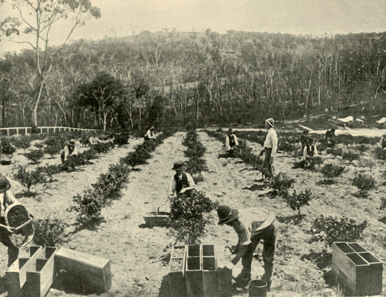 醋栗农场，格伦布鲁克，1901年。 作者 不明