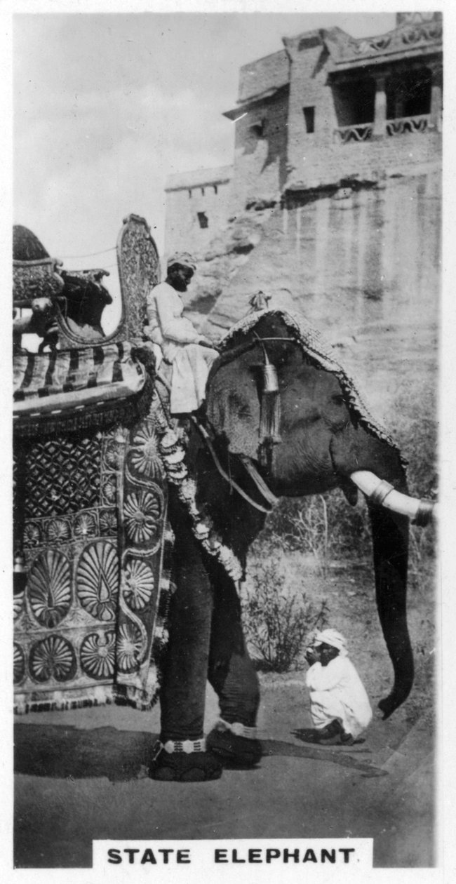 身着公服的政府象，印度南部，c1925 作者 不明