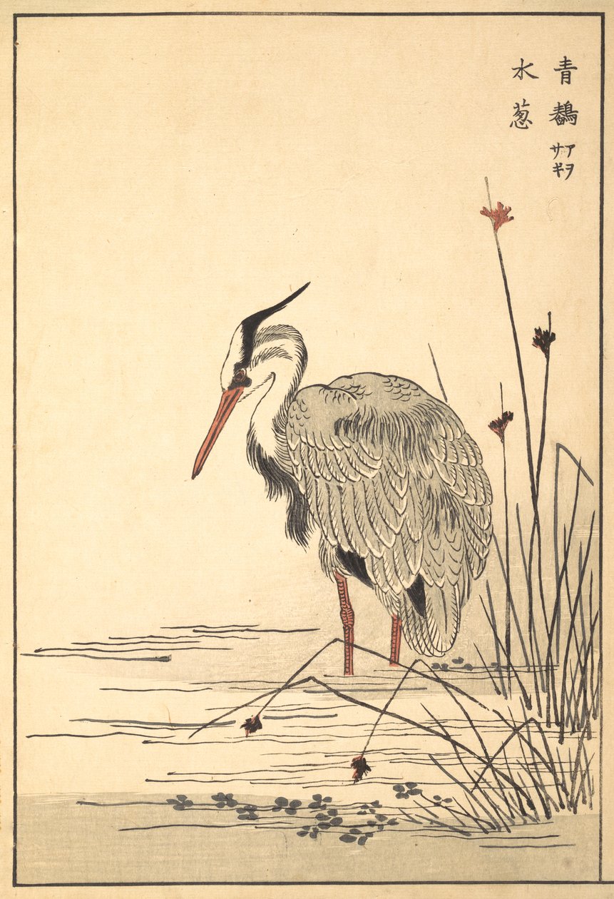 灰鹭Aosagi和Mizu-aoi植物，1857。 作者 不明