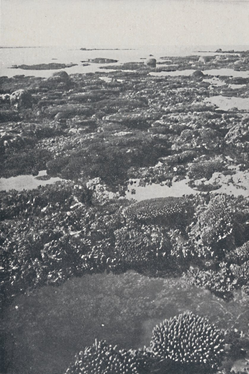 大堡礁，1924年 作者 不明