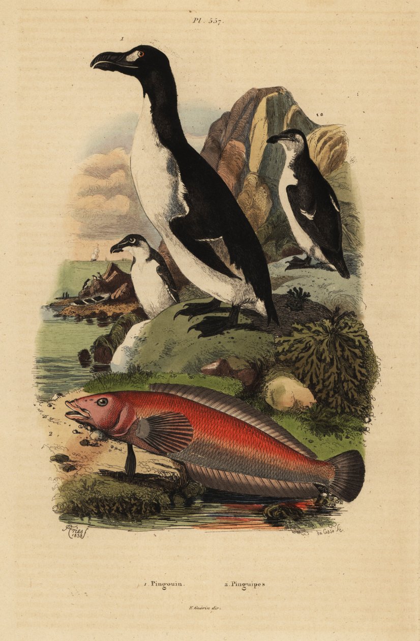 Great auk, Pinguinus impennis 1, 绝种, 和巴西沙鲈, Pinguipes brasilianus 2 作者 不明